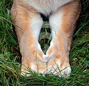 Female lion legs is one of the four big cats