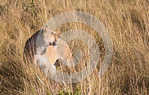 Female lion, leo panthera, hunting in the tall grass of the Maasai Mara in Kenya, Africa