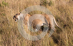 Female lion, leo panthera, hunting in the tall grass of the Maasai Mara in Kenya, Africa