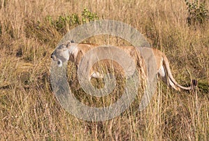 Female lion, leo panthera, hunting in the tall grass of the Maasai Mara in Kenya, Africa