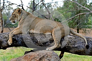 Female lion liones relaxed on a tree log