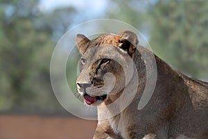 Female lion lioness portrait