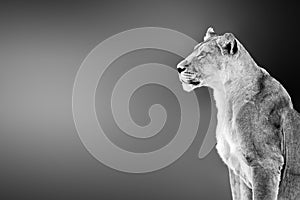 Female lion  lioness portrait highly alerted staring into the distance with copy space