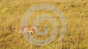 Female lion lioness prowling through the tall grass of the African savannah on the hunt for prey, Pr