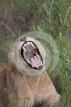 A lioness shows of her large teeth.