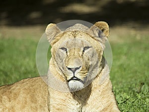 Female Lion at Longleat Wildlife Park