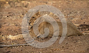 Female lion looking in Chobe national park