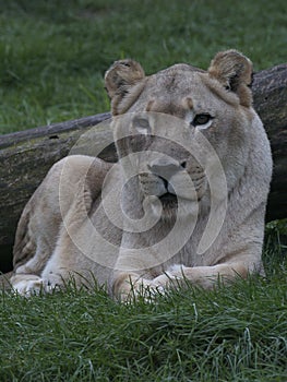 A Female Lion Lying In The Grass
