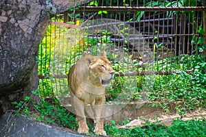 lion lying under the tree