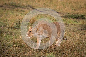 Female lion in Masai Mara