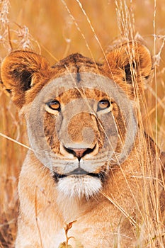 Female lion in Masai Mara