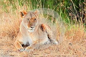 Female lion in Masai Mara