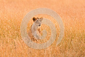 Female lion in Masai Mara