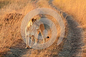 Female lion in Masai Mara