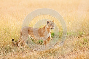 Female lion in Masai Mara