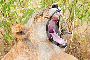 Female lion in Masai Mara