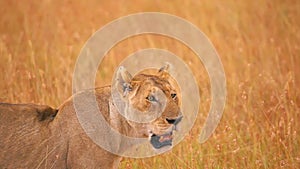 Female lion in Masai Mara