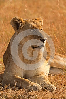 Female lion in Masai Mara