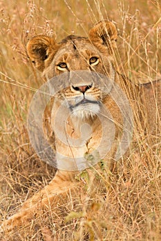 Female lion in Masai Mara