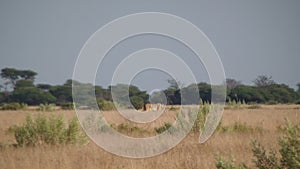 Female lion mother with cubs walking crossing field