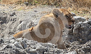 Female lion in Ngorongoro Crater, Tanzania, Africa