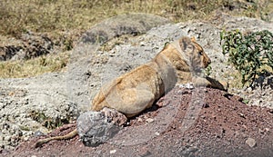 Female lion in Ngorongoro Crater, Tanzania, Africa