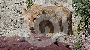 Female lion in Ngorongoro Crater, Tanzania, Africa