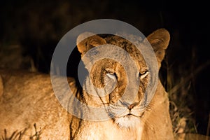 Female lion at night