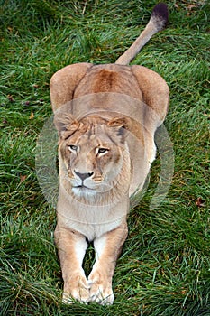 Female lion is one of the four big cats