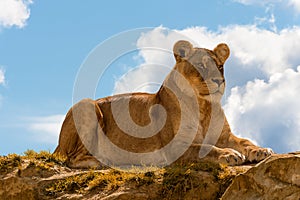 Female lion panthera leo