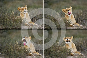 Female Lion (Panthera leo)