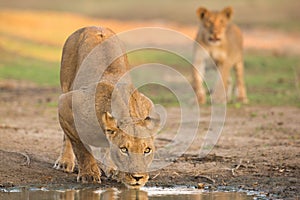 Female Lion (Panthera leo) drinking