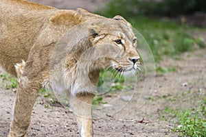 Female Lion, Panthera Leo, Lionesse Portrait