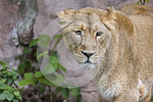 Female Lion, Panthera Leo, Lionesse Portrait