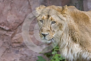 Female Lion, Panthera Leo, Lionesse Portrait
