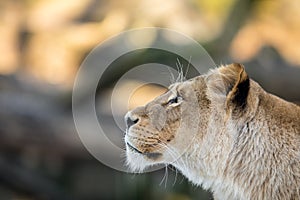 Female lion, Panthera leo, lionesse portrait, head profile on soft background, looking to the left, with space for text