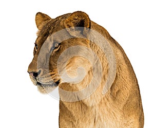 Female lion, Panthera leo, lionesse portrait, head and shoulders on white background