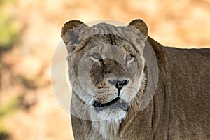 Female lion, Panthera leo, lionesse portrait, looking slightly to the right. Soft, sunlit background