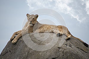 Female lion or Panthera leo lying on a big stone and looking into the camera