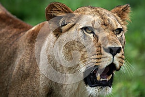 female lion portrait