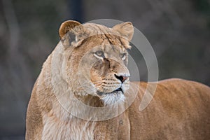 Female Lion portrait close up