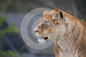 Female Lion portrait close up