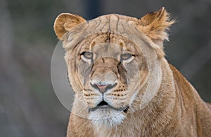 Female Lion portrait close up