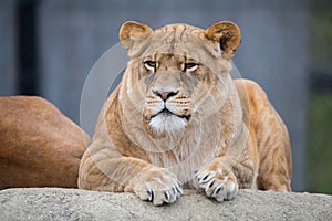 Female Lion portrait close up