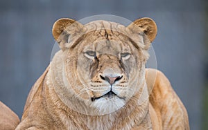 Female Lion portrait close up