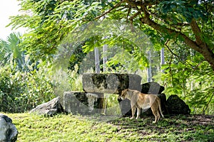 Female lion posing by rocks wildlife photography