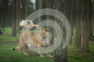 Female lion protecting its prey