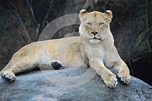 A female Lion in the rain