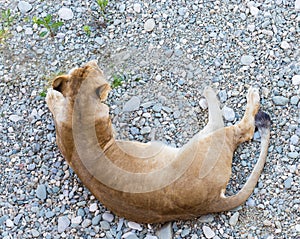 Female lion relaxing on gravel in the afternoon