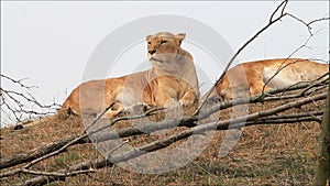 Female lion resting on a mountain